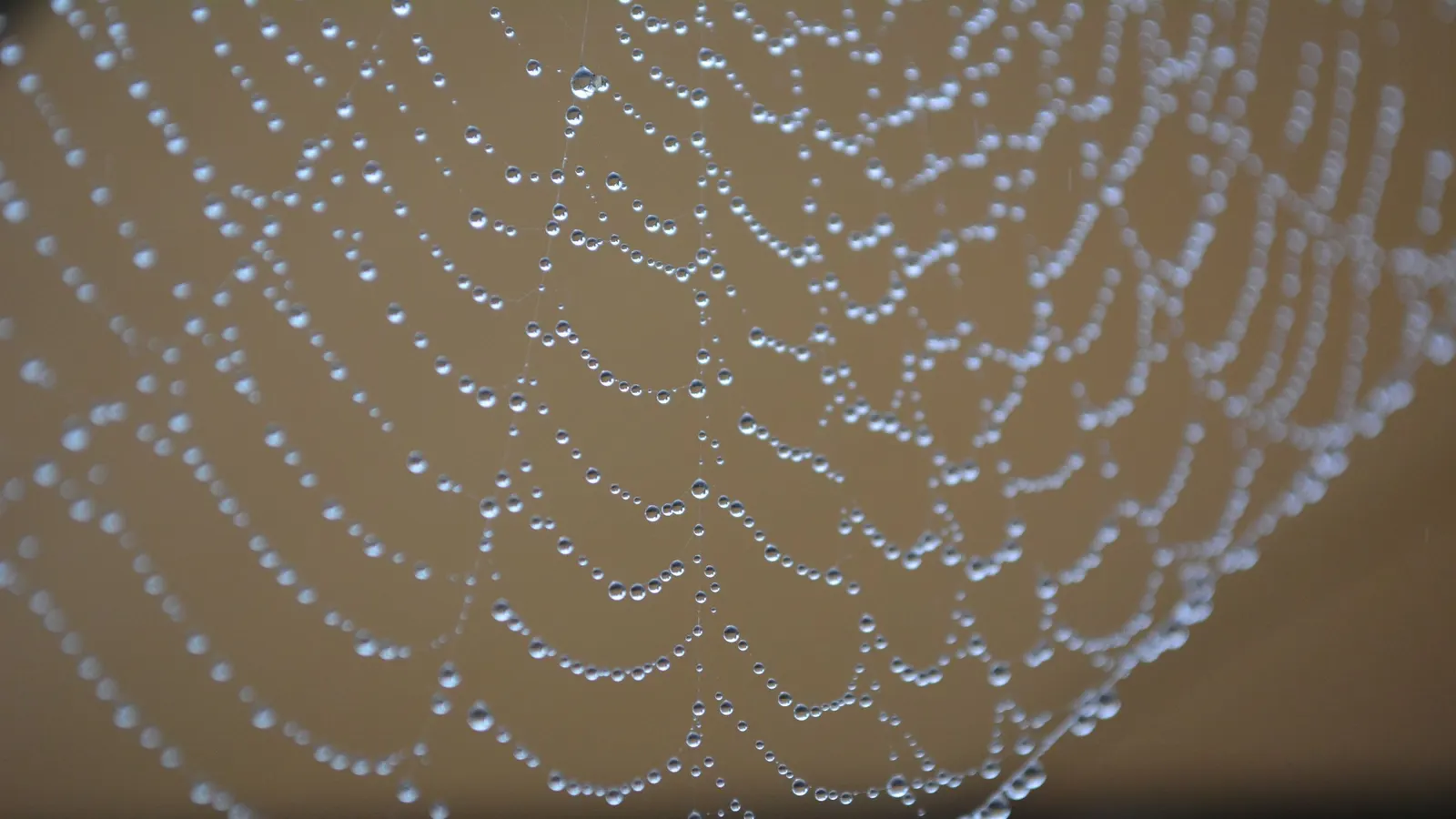 A spider web covered in morning dew.